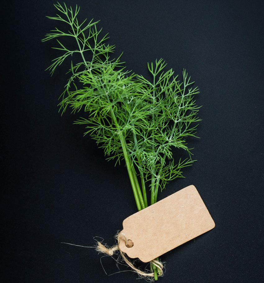 The Scent of Naxos: Discovering the Magic of Naxian Fennel (Marathos)
